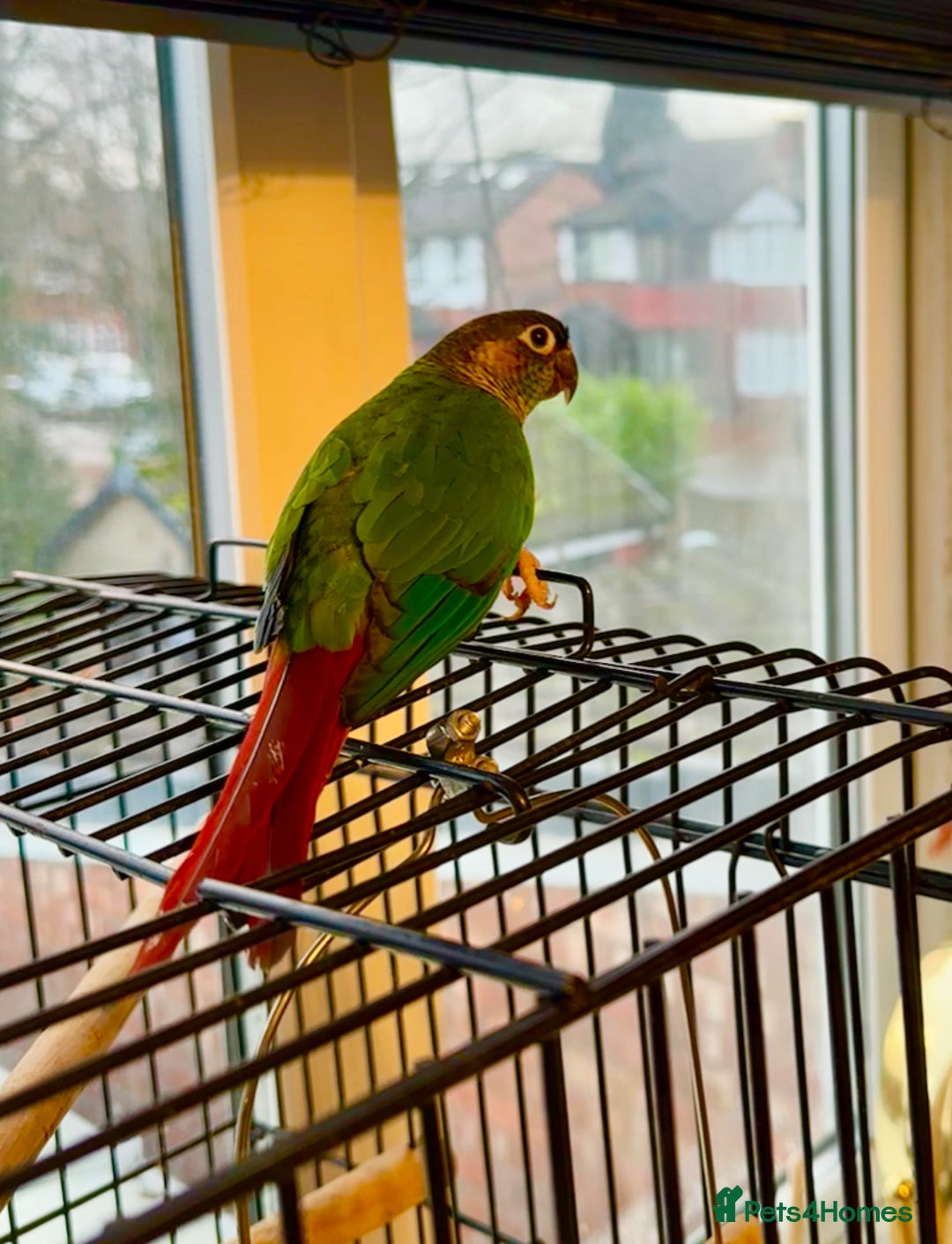 Conures birds for sale: Green Cheeked Conure  - Advert 3