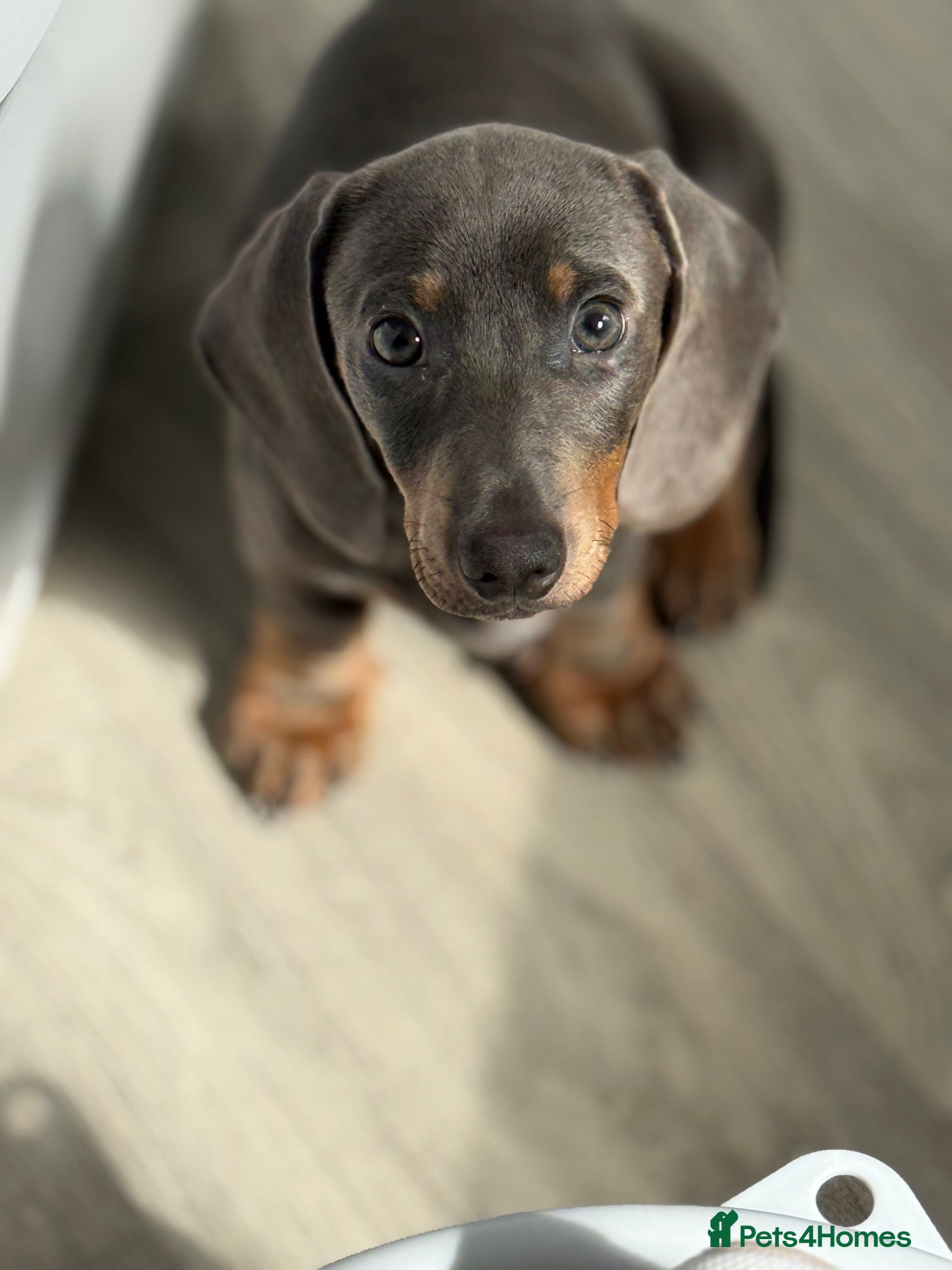 Miniature Dachshund dogs Miniature dachshund  - Advert 1