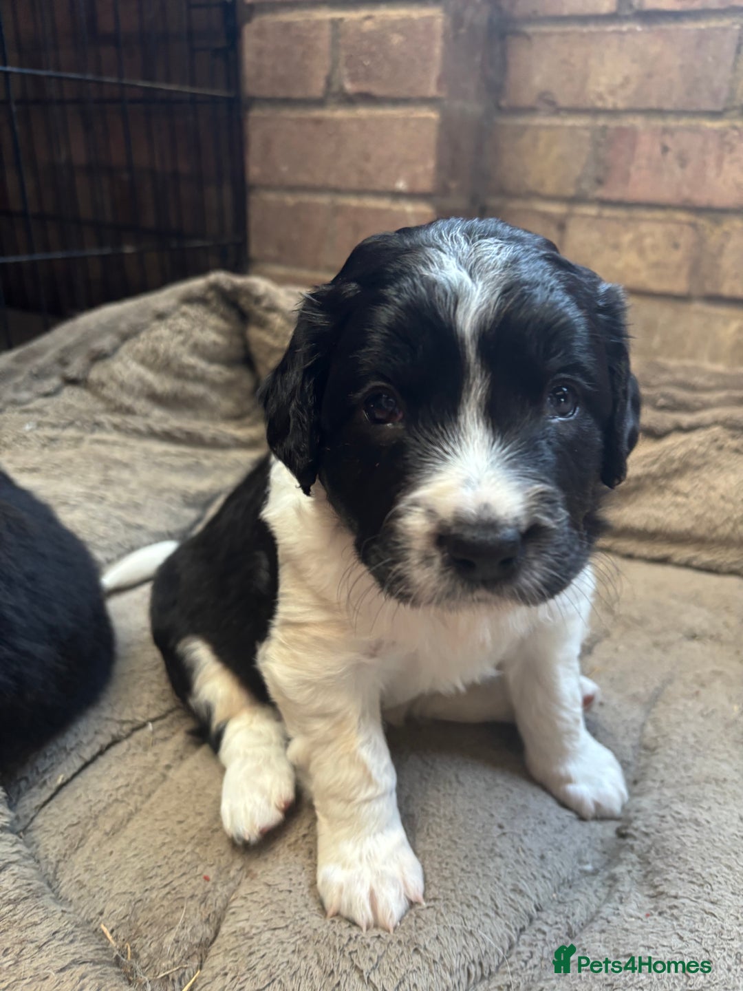 Sprollie dogs for sale: Beautiful Sprollie Puppies for sale - Image 1