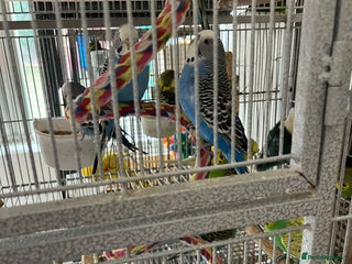 Parakeets birds Red Rump & Kakari for sale - Advert 2
