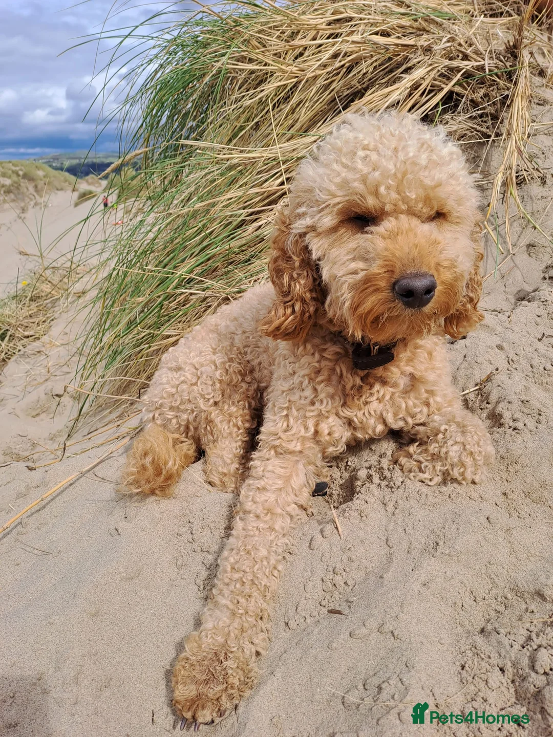 Cockapoo dogs for stud: Beige cockapoo F1b for stud in Coalville - Advert 2