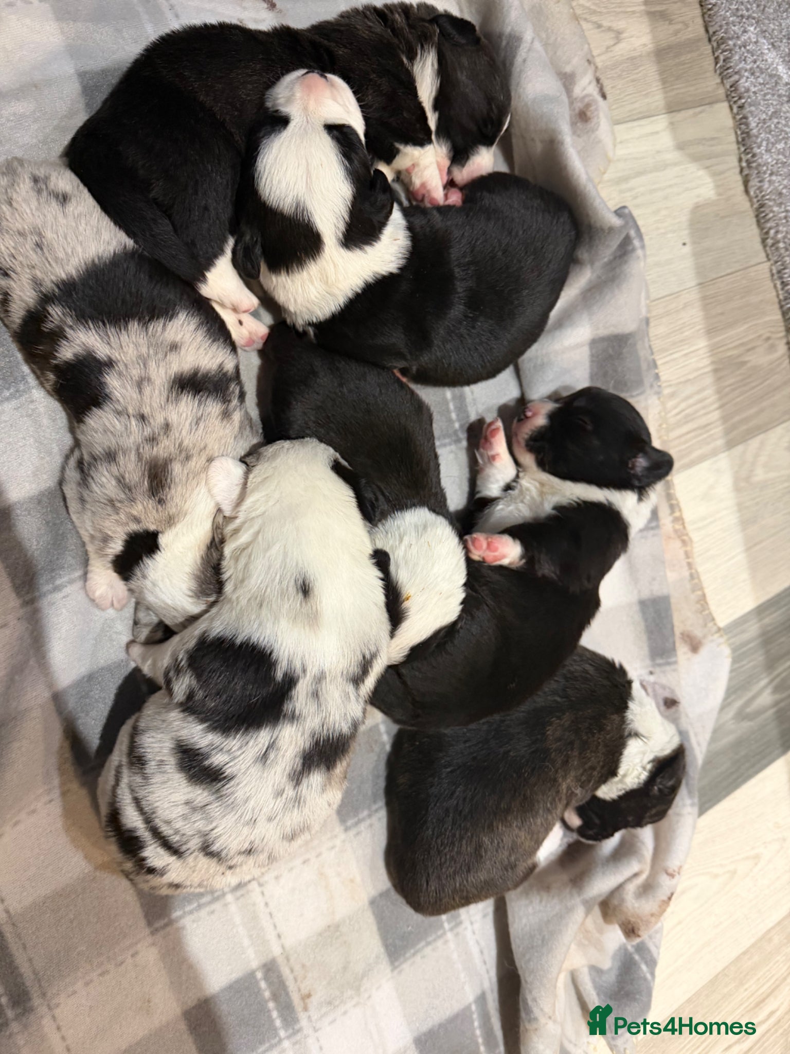 Welsh Corgi Cardigan dogs Stunning litter of Welsh cardigan corgi puppies  - Advert 16