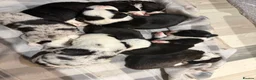 Welsh Corgi Cardigan dogs for sale: Stunning litter of Welsh cardigan corgi puppies  - Advert 8