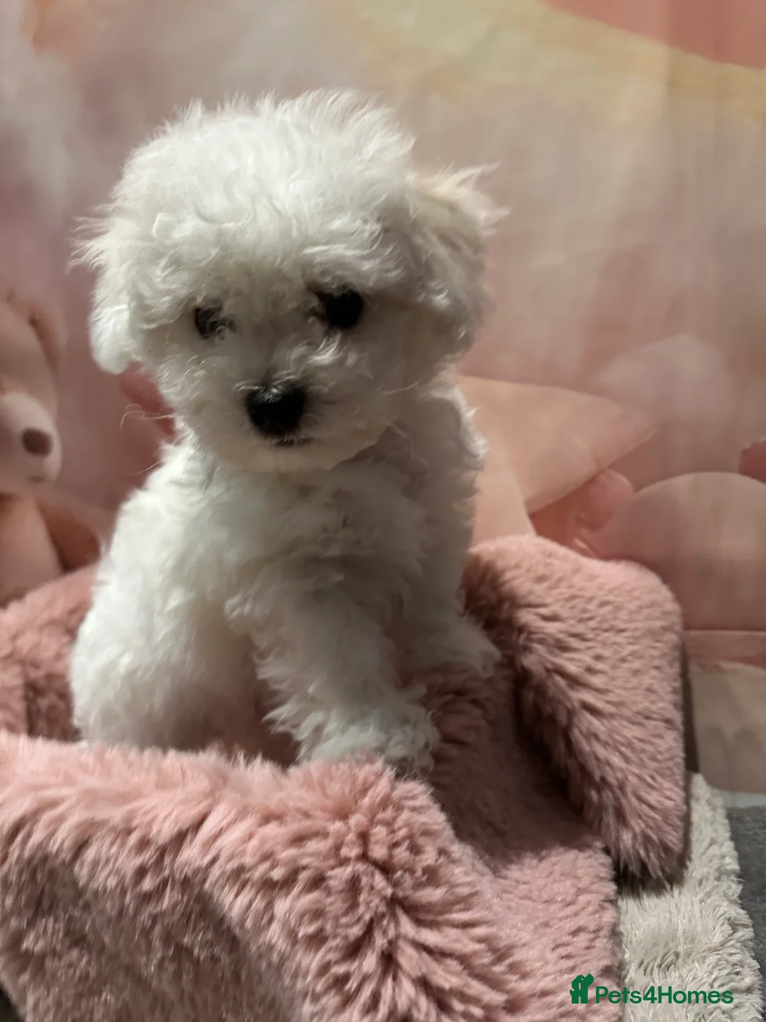 Bichon Frise dogs for sale: Pure Pedigree Champion Bloodline Bichon Frise  - Advert 12