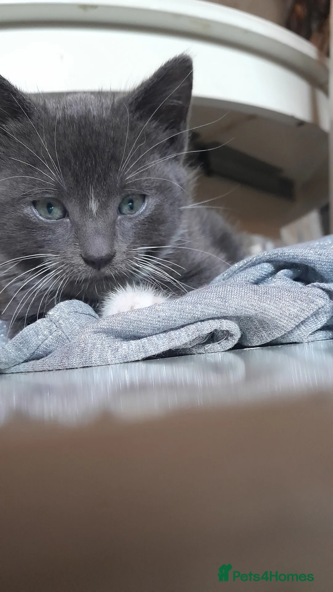 Mixed Breed cats for sale: 3 Beautiful kittens for sale  - Advert 10