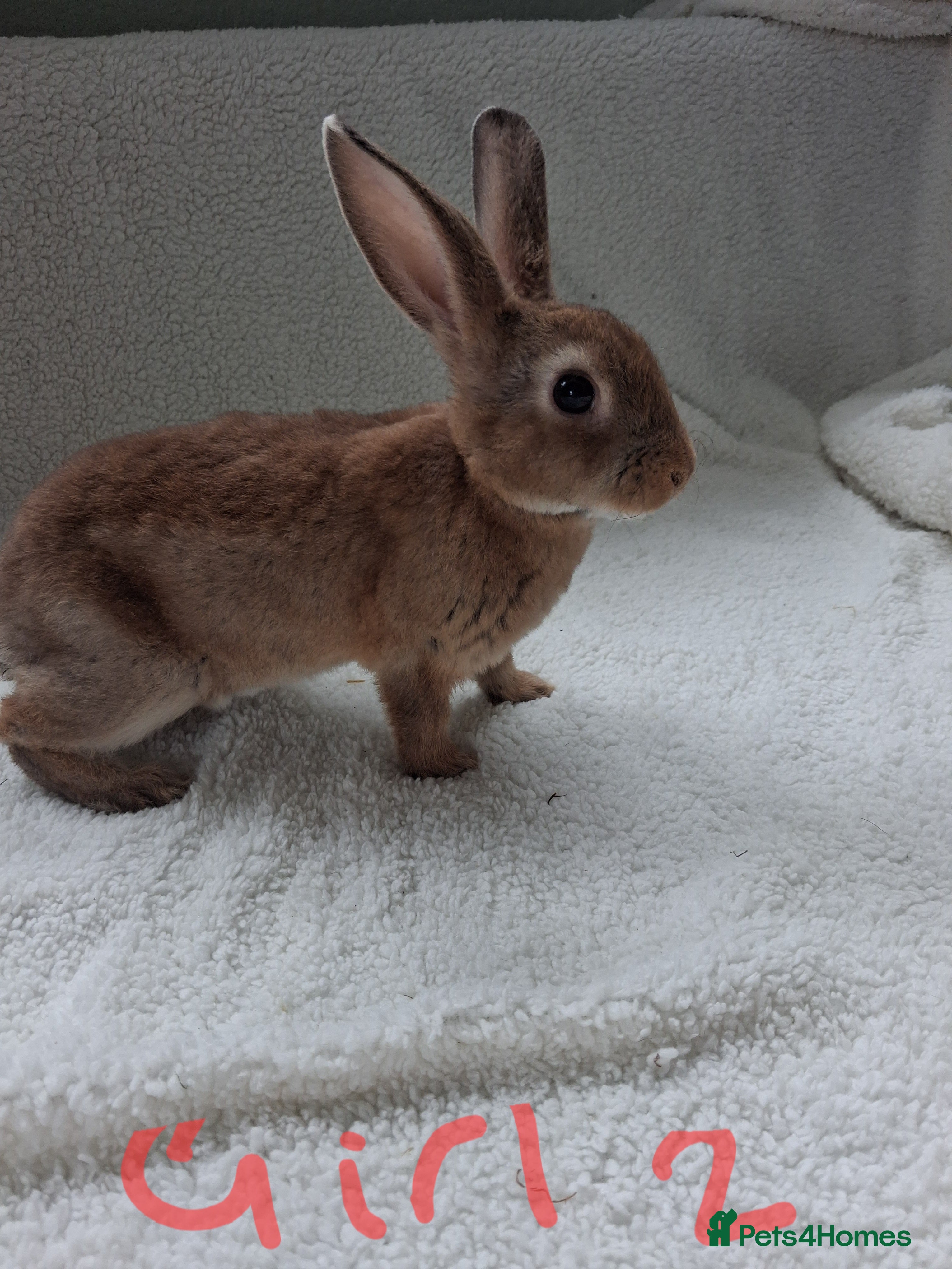 Rex rabbits Show quality mini rex babies  - Advert 11