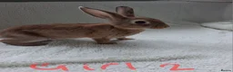 Rex rabbits for sale: Show quality mini rex babies  - Advert 1