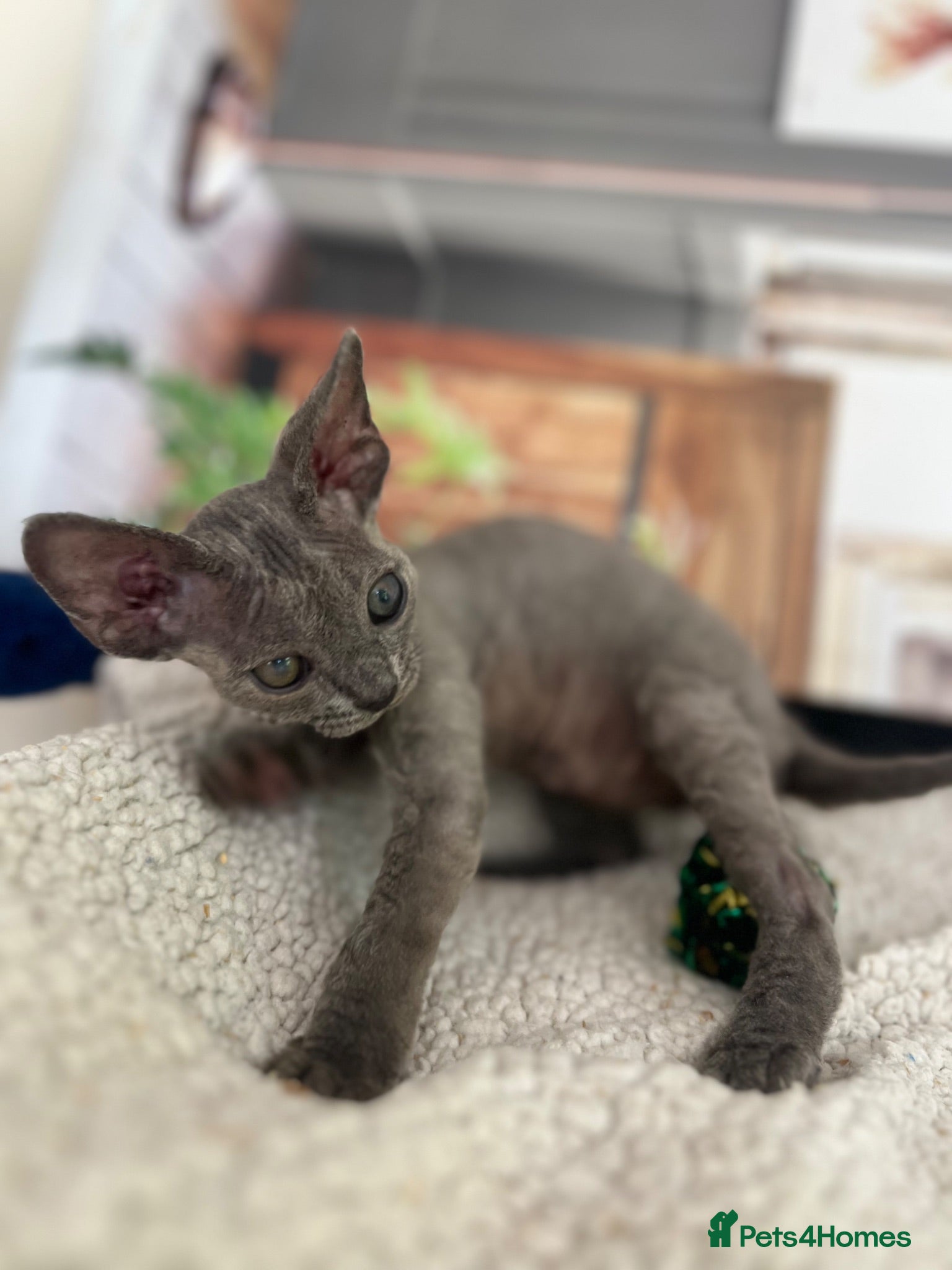 Devon Rex cats Affectionate Devon Rex kittens - Advert 1