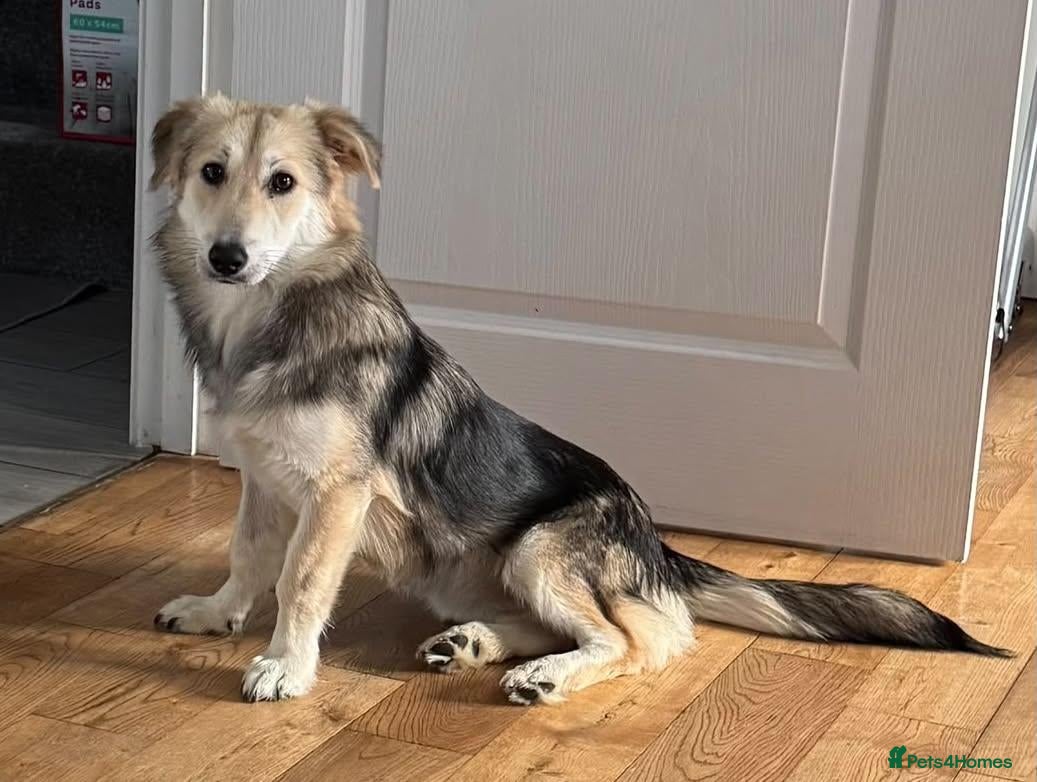 Mixed Breed dogs Toffee ❤️  - Advert 1