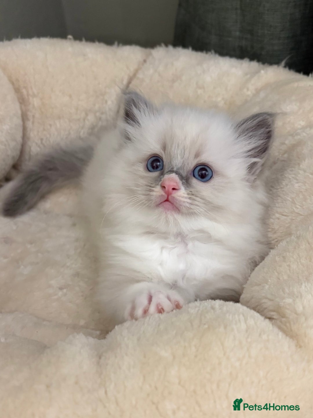 Ragdoll cats for sale: Gccf ragdolls ready 12th Jan  - Advert 5