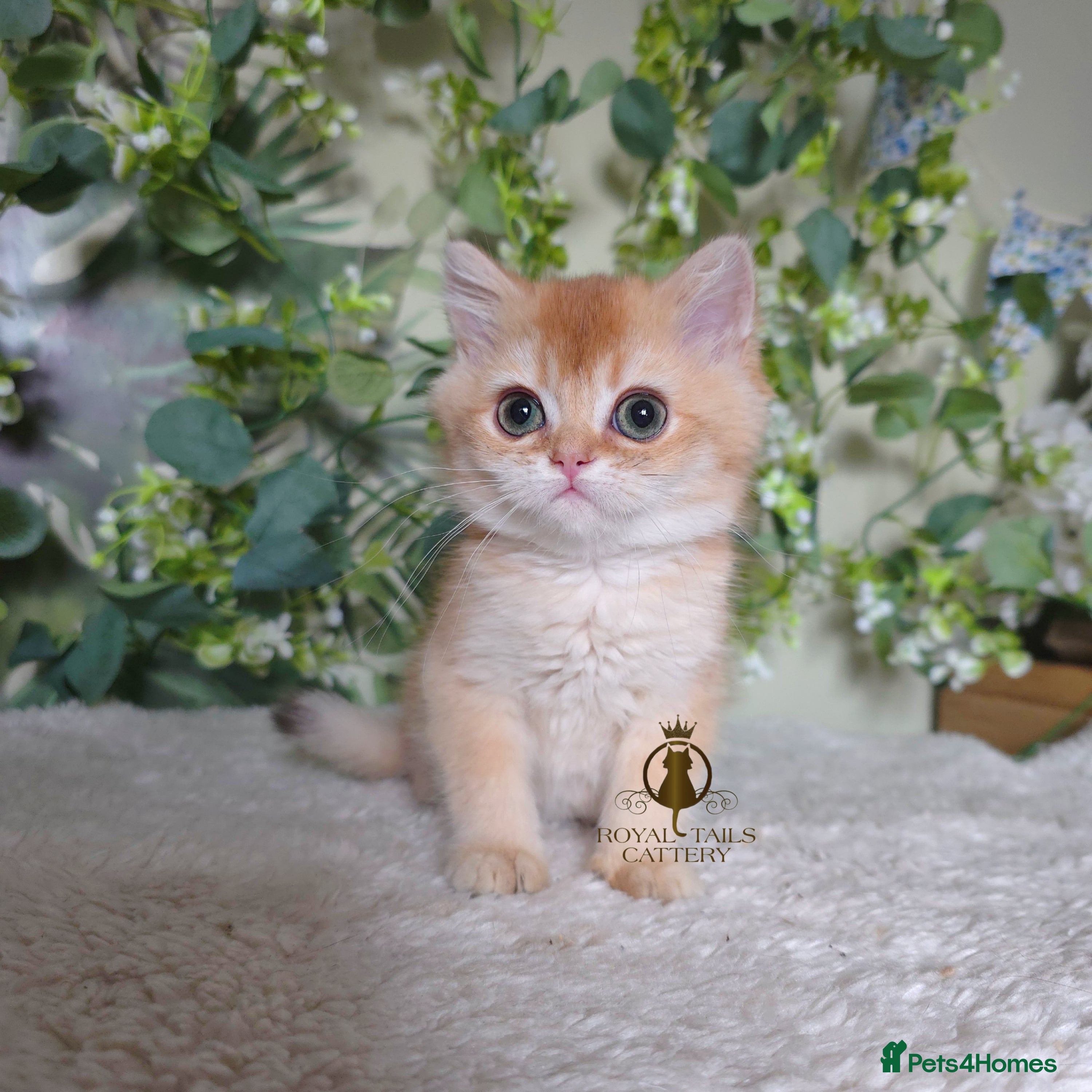 British Shorthair cats Cuddly golden girl and boy ready now  - Advert 8