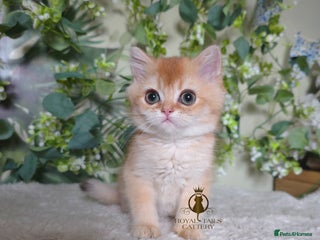British Shorthair cats Cuddly golden girl and boy ready now - Advert 13