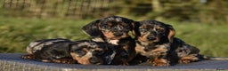 Dachshund dogs for stud: Piebald colored Dachshund for stud! in Preston - Advert 8