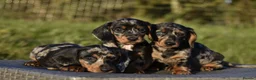 Dachshund dogs for stud: Piebald colored Dachshund for stud! in Preston - Advert 8