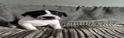 Jack Russell dogs for sale: Jack Russell  in Aylesford - Advert 13
