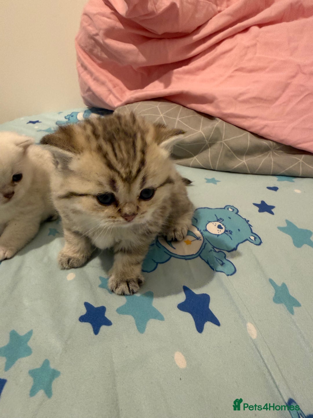 British Shorthair cats for sale: British shorthair kitten  - Advert 4