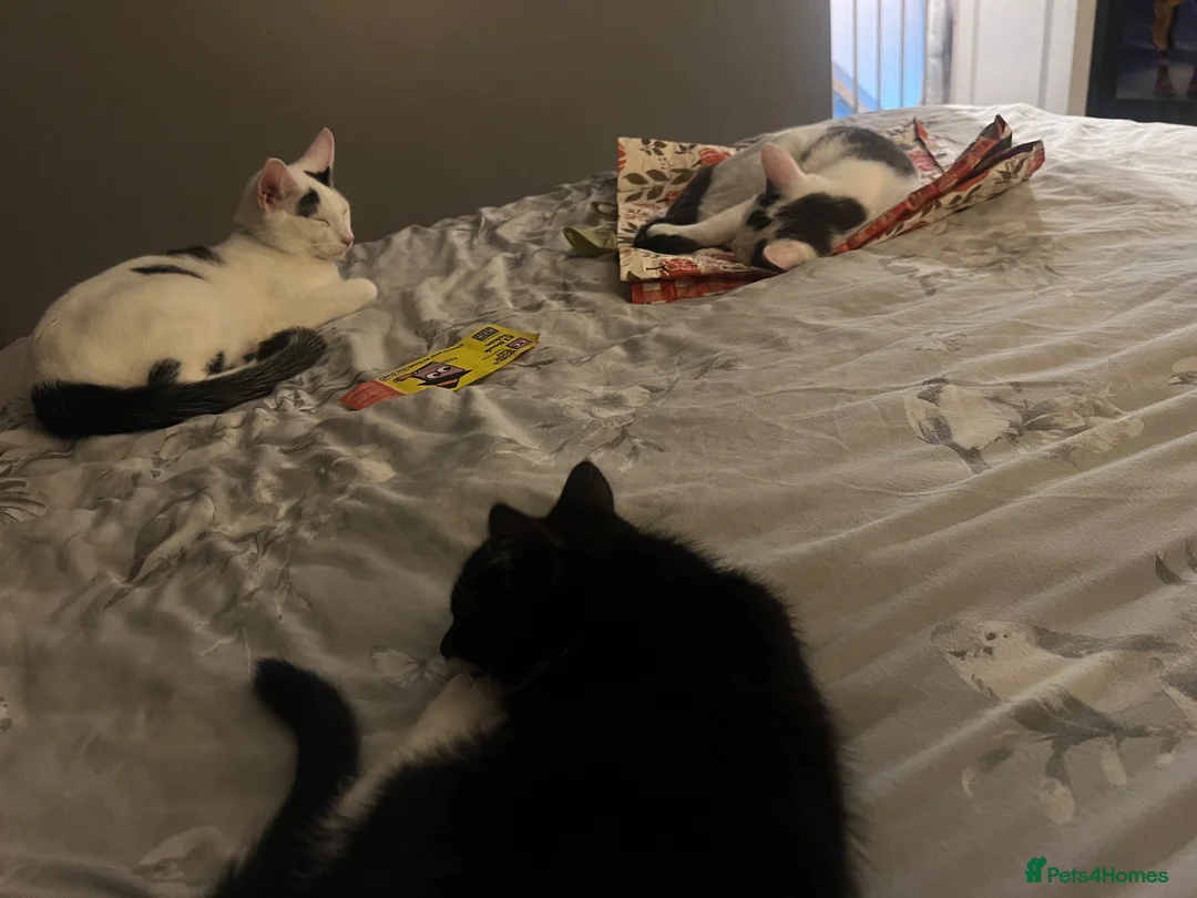 Mixed Breed cats for sale: Mittens - 9 months old female  in Sheffield - Advert 12