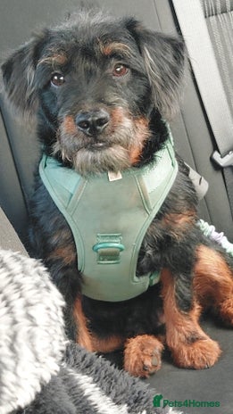 Mixed Breed dogs - Advert 1