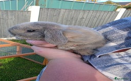 Mini Lop rabbits for sale: Two Mini Lop Bucks for Sale - Image 5