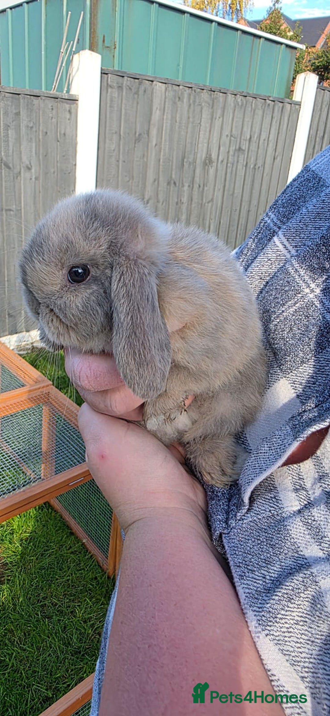 Mini Lop rabbits for sale: Two Mini Lop Bucks for Sale - Image 5