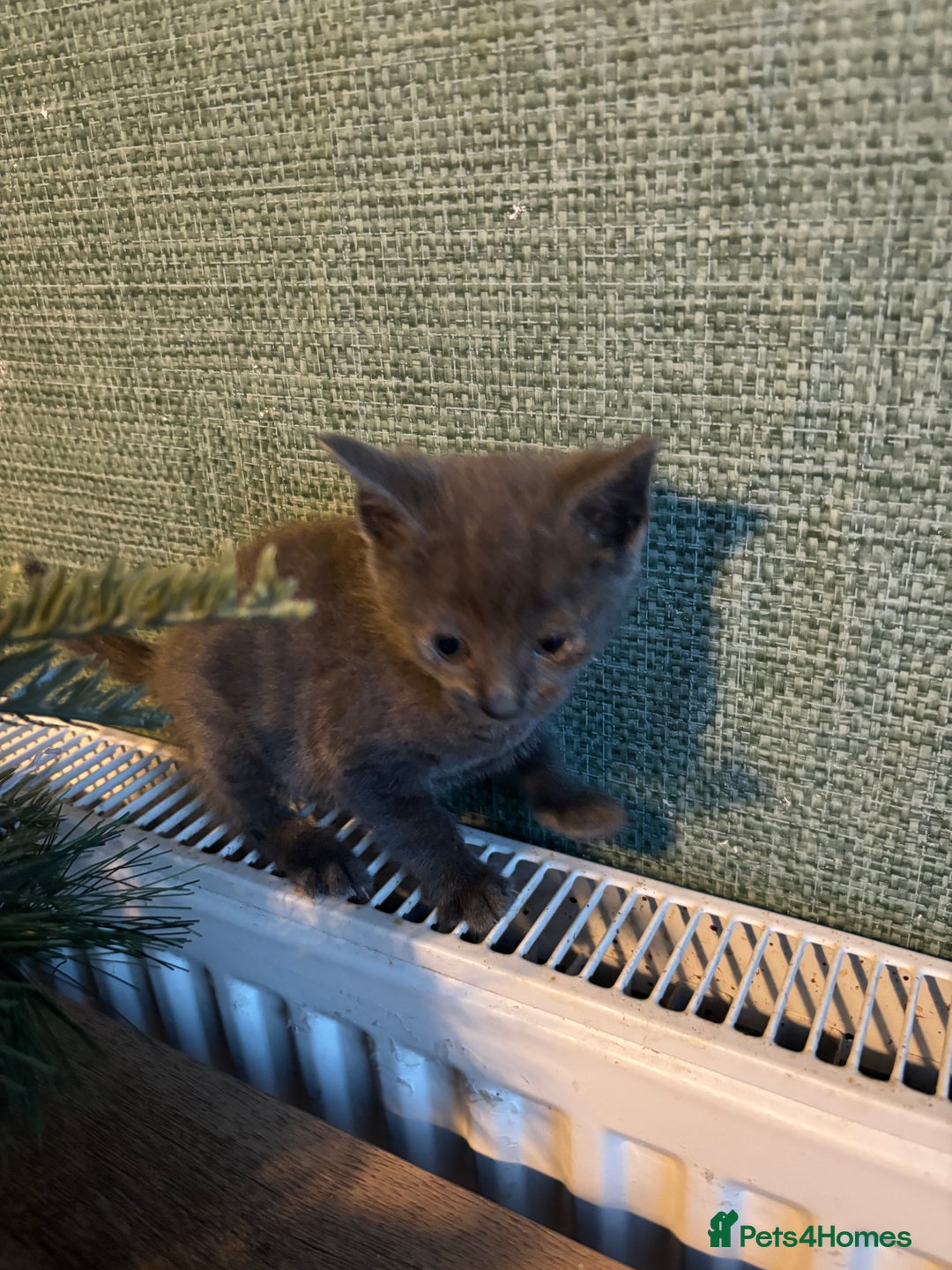 Mixed Breed cats for sale: Adorable kitten - Image 8