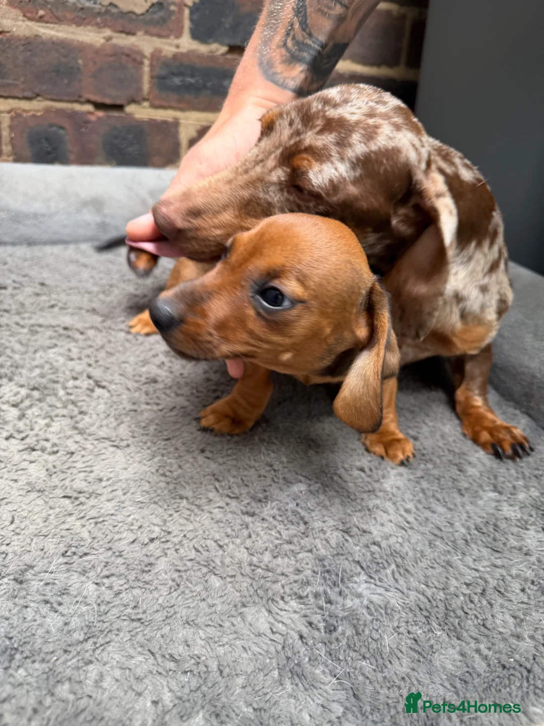 Miniature Dachshund dogs for sale: Stunning fawn miniature dashound⭐️🐶 - Advert 2