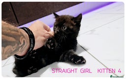 Scottish Fold cats for sale: SCOTTISH FOLD KITTENS (DELIVERY  AVAILABLE) - Image 18