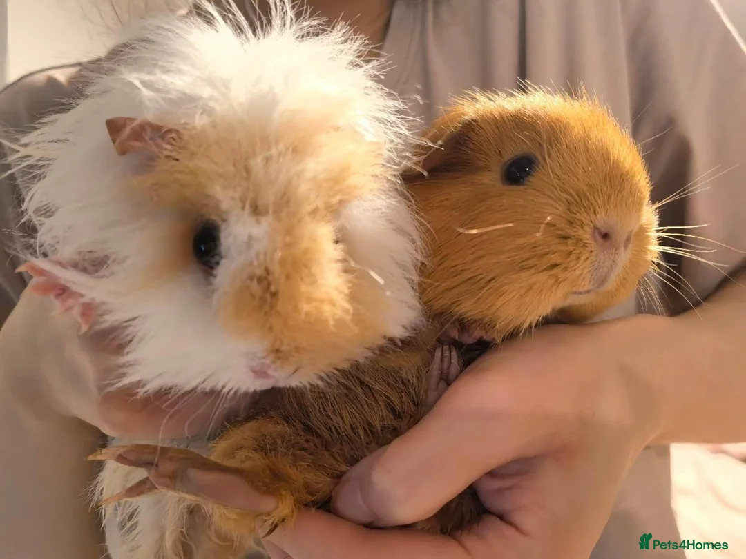 Guinea Pig rodents for sale: 2 Lovely Bonded Female Guinea Pigs+Complete Setup in Nottingham - Advert 1