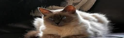 Ragdoll cats for sale: 2 year old female ragdoll in Abertillery - Advert 1
