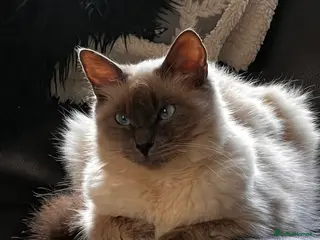 Ragdoll cats 2 year old female ragdoll in Abertillery - Advert 2