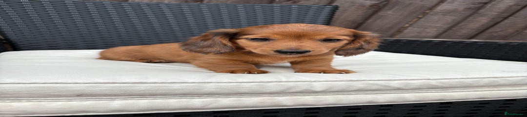 Miniature Dachshund Puppy 1