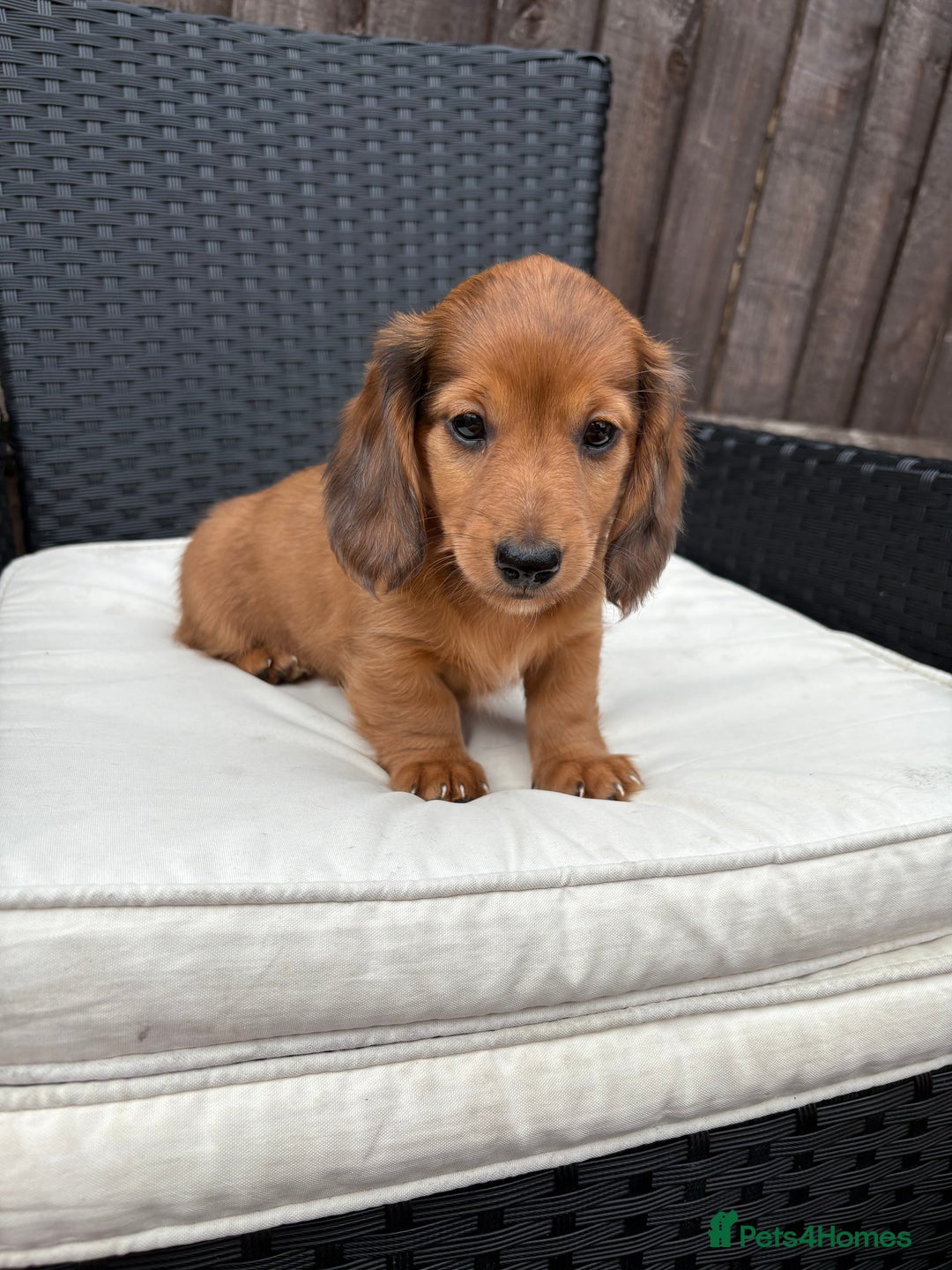 Miniature Dachshund dogs for sale: 3 stunning miniature daxies ❤️ - Image 4