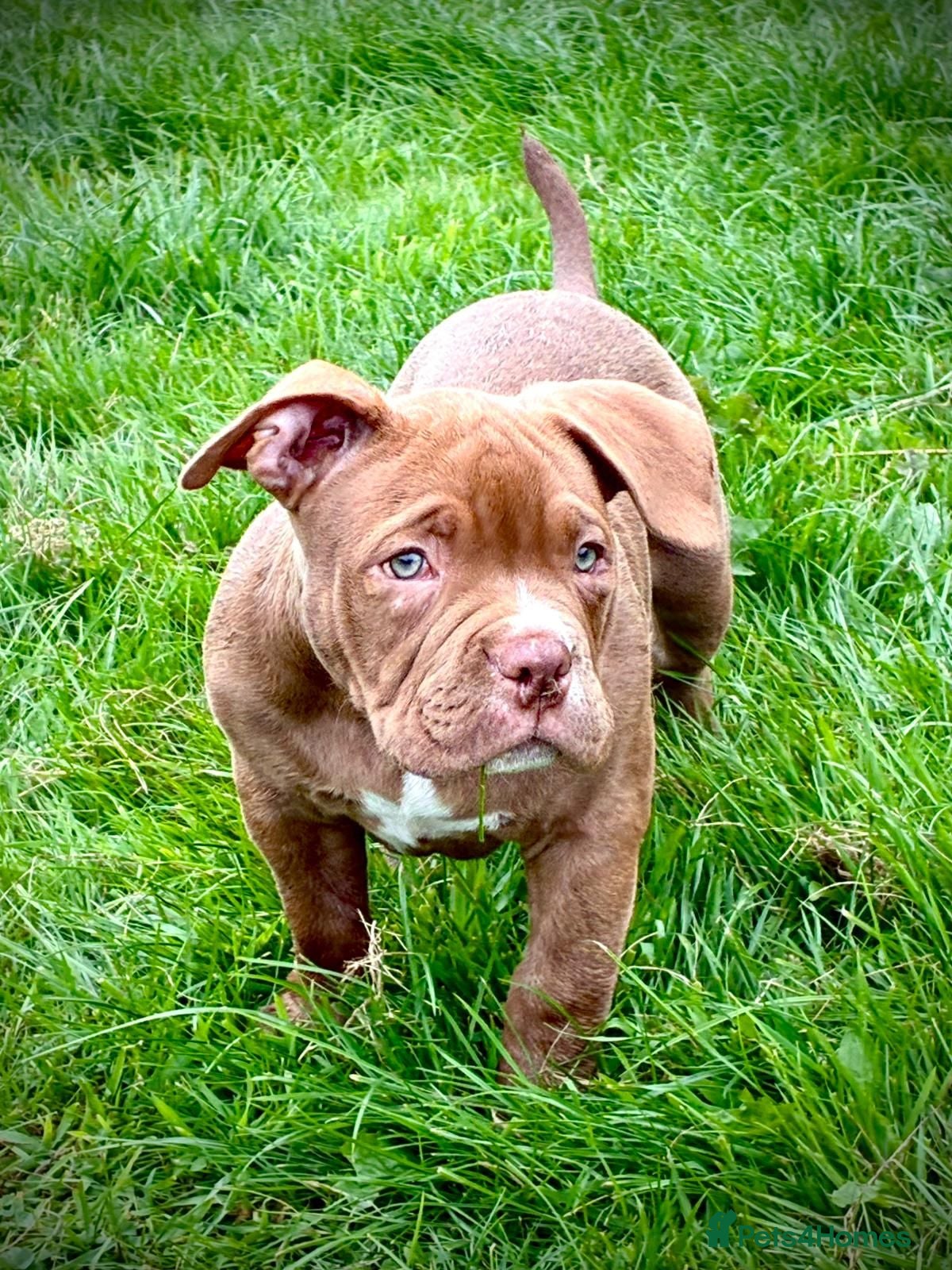 American Bully dogs Pocketbully puppy last3 girl❤️goodbye timewasters! - Advert 2