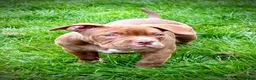 American Bully dogs for sale: Pocketbully last girl❤️only 900£ - Advert 8