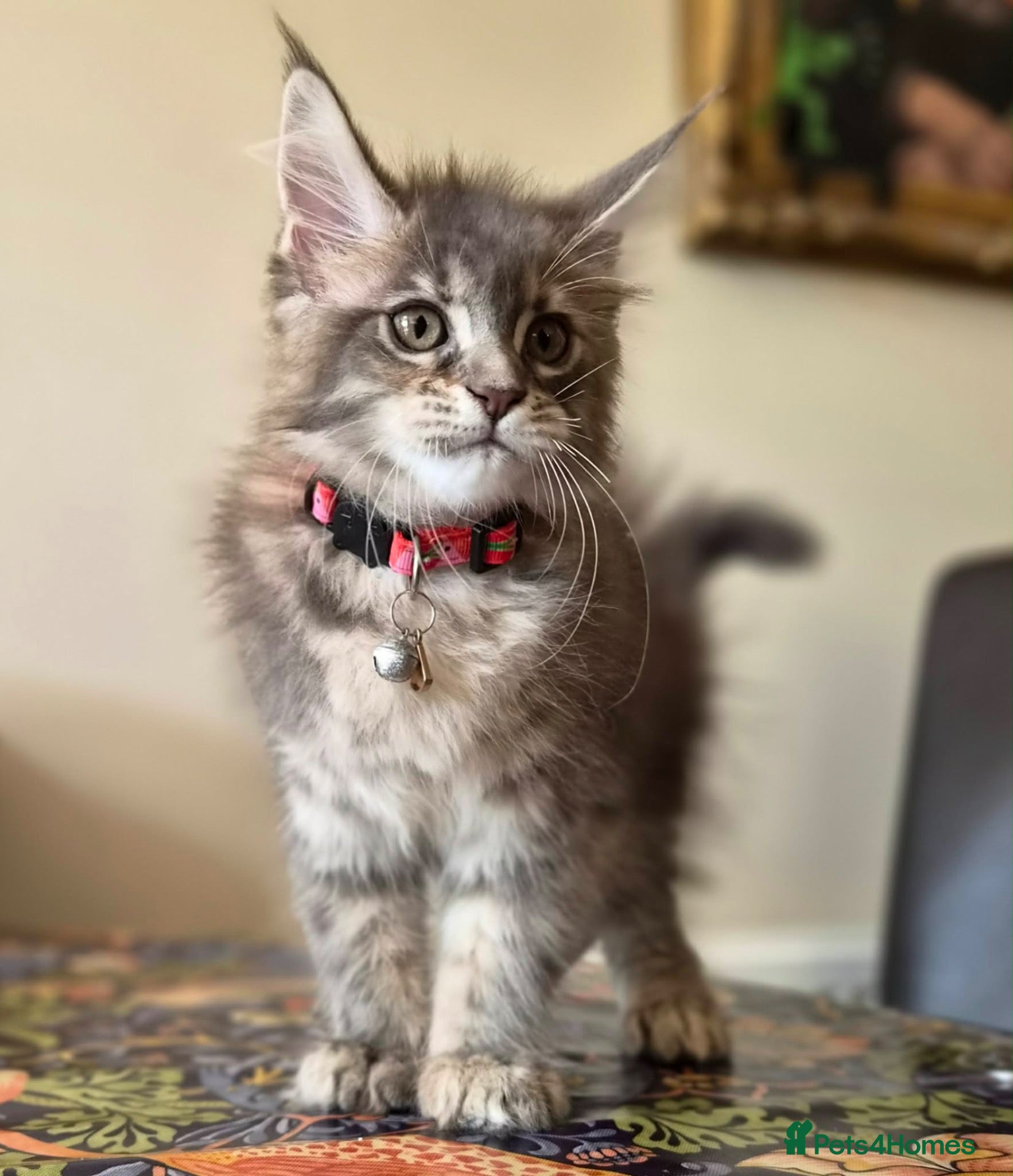 Maine Coon cats Russian line XXL Maine Coon, Last of reserv litter - Advert 5