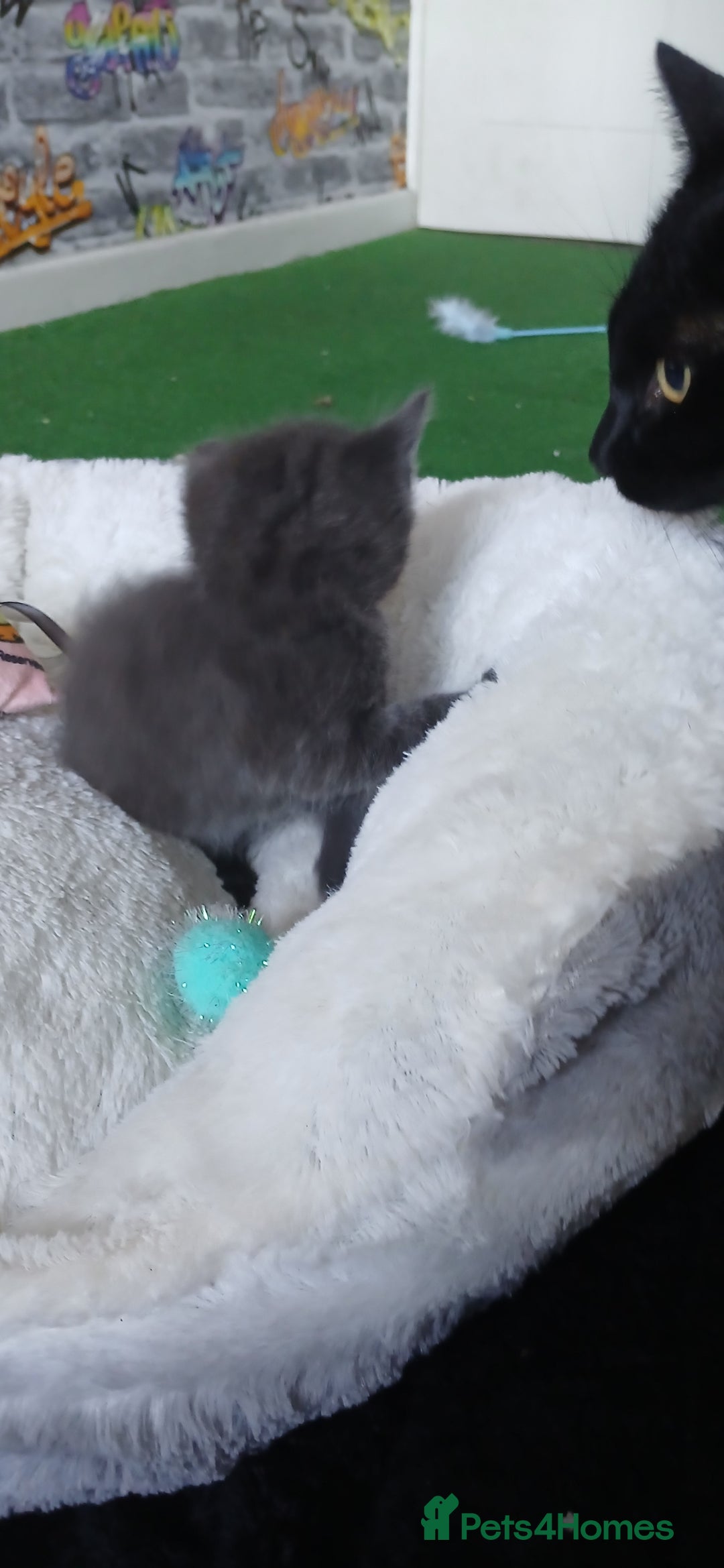 British Shorthair cats for sale: 3 beautiful kittens - Image 21