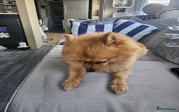 Pomeranian dogs for stud: Boysie  - Image 5