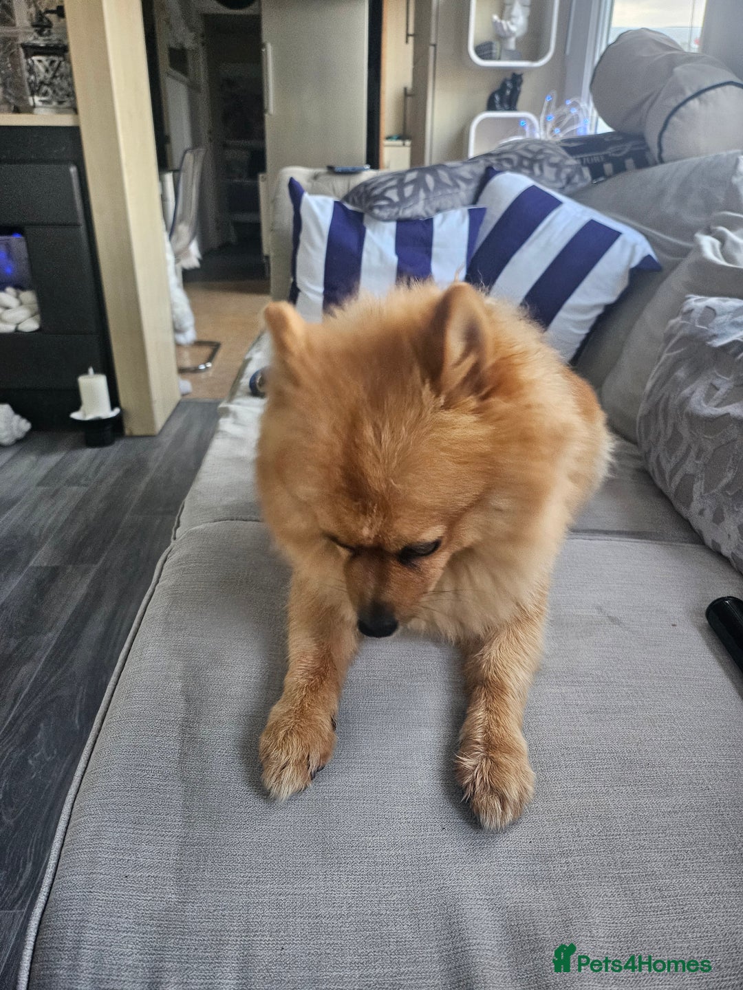 Pomeranian dogs for stud: Boysie  - Image 5