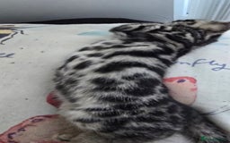 Bengal cats for sale:  Bengal with long haired blk & white kittens - Image 8