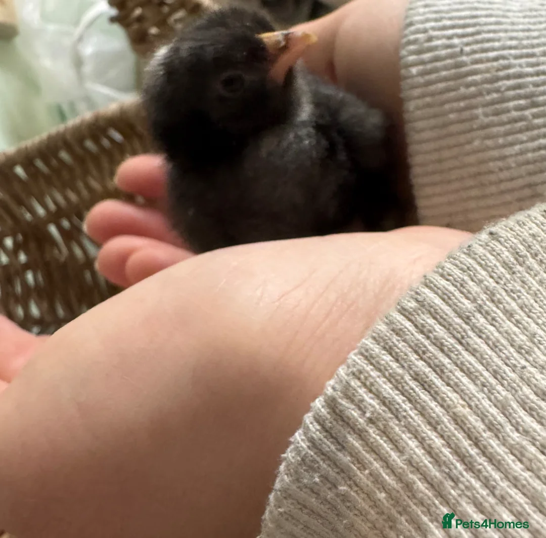 Chickens poultry for sale: *Pekin bantams chicks* hatched 3/4/26 - Advert 2