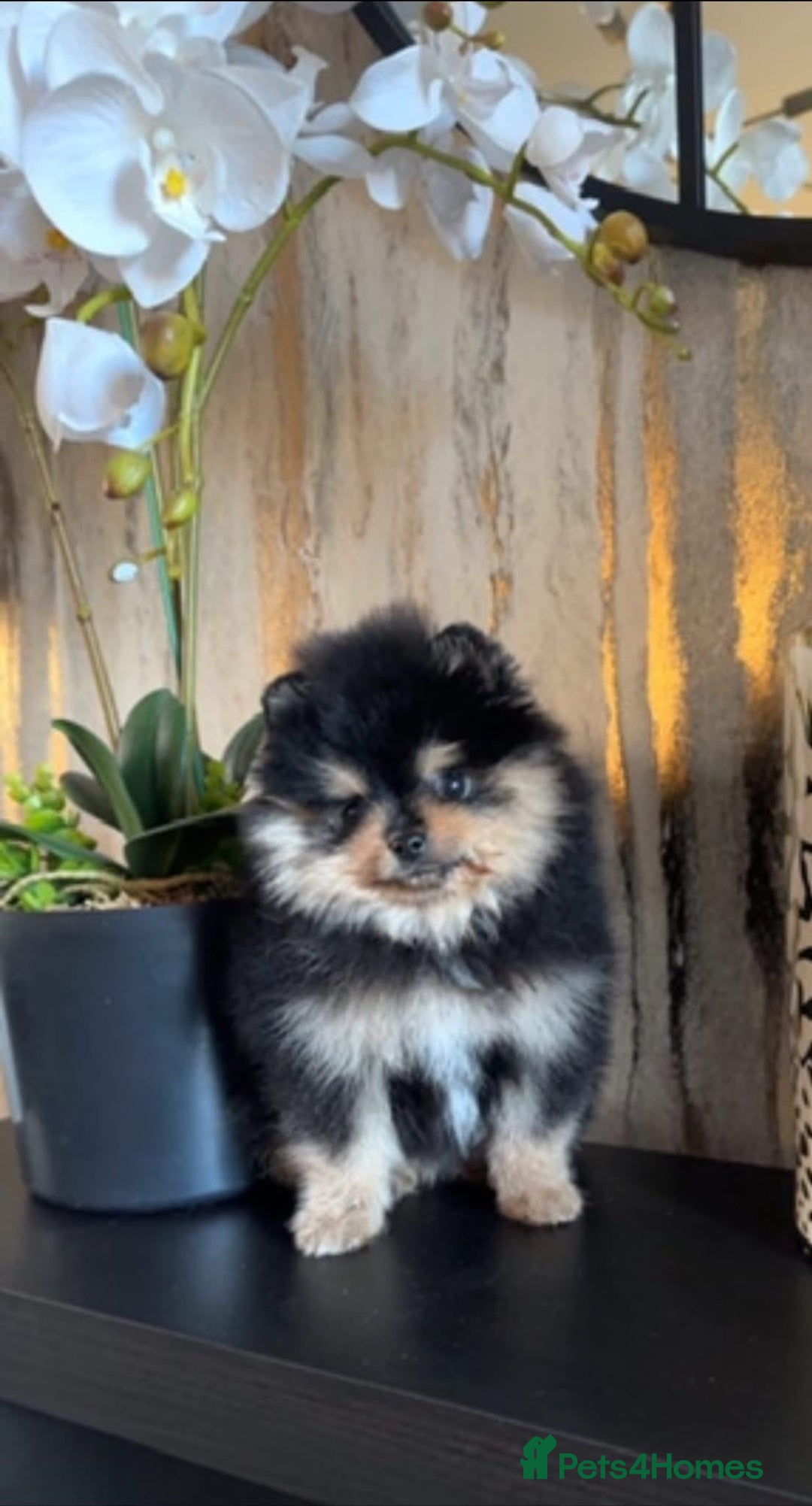 Pomeranian dogs for stud: Prince available for stud services  - Advert 6