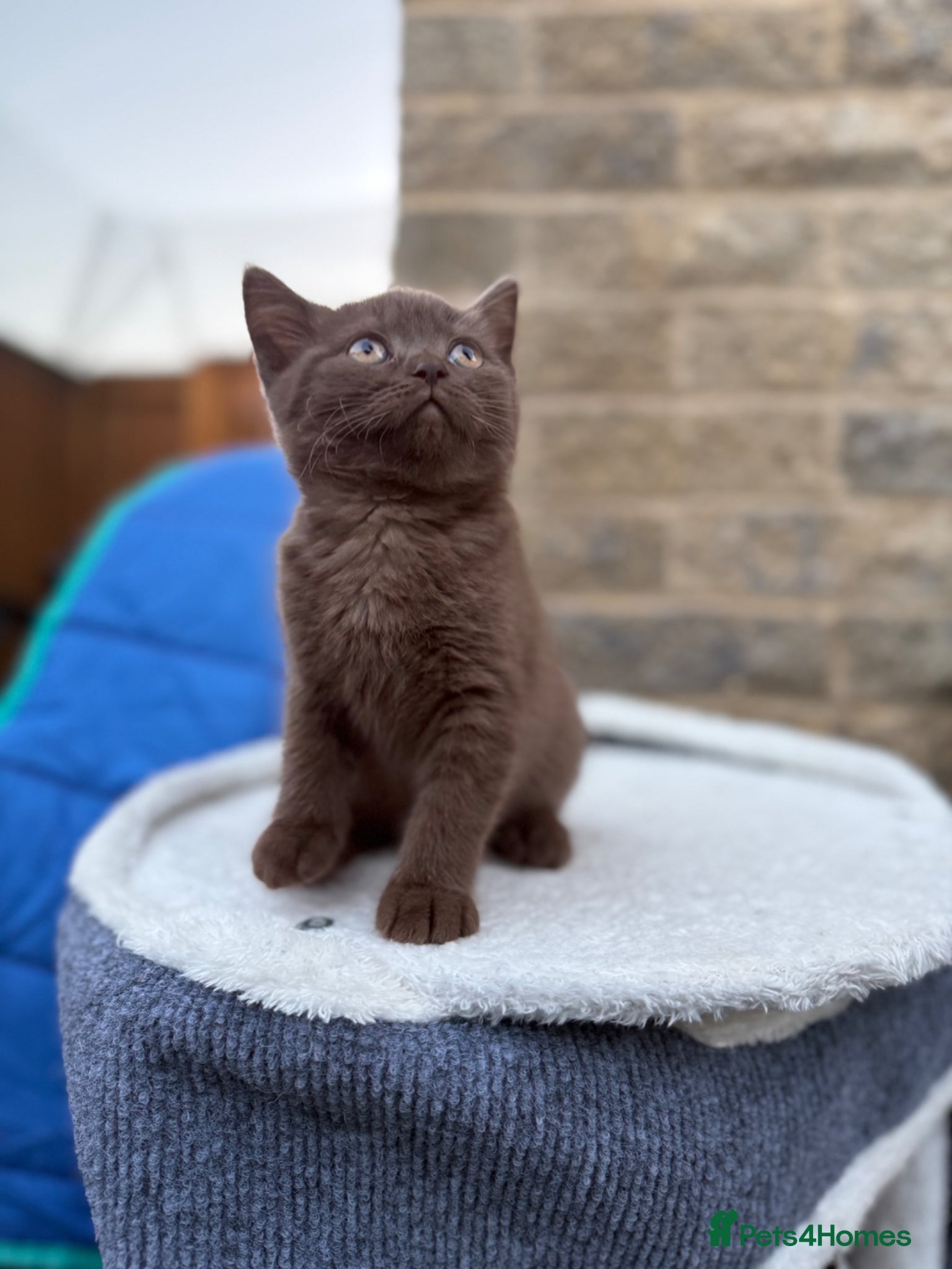British Shorthair cats british shorthair kittens - Advert 2
