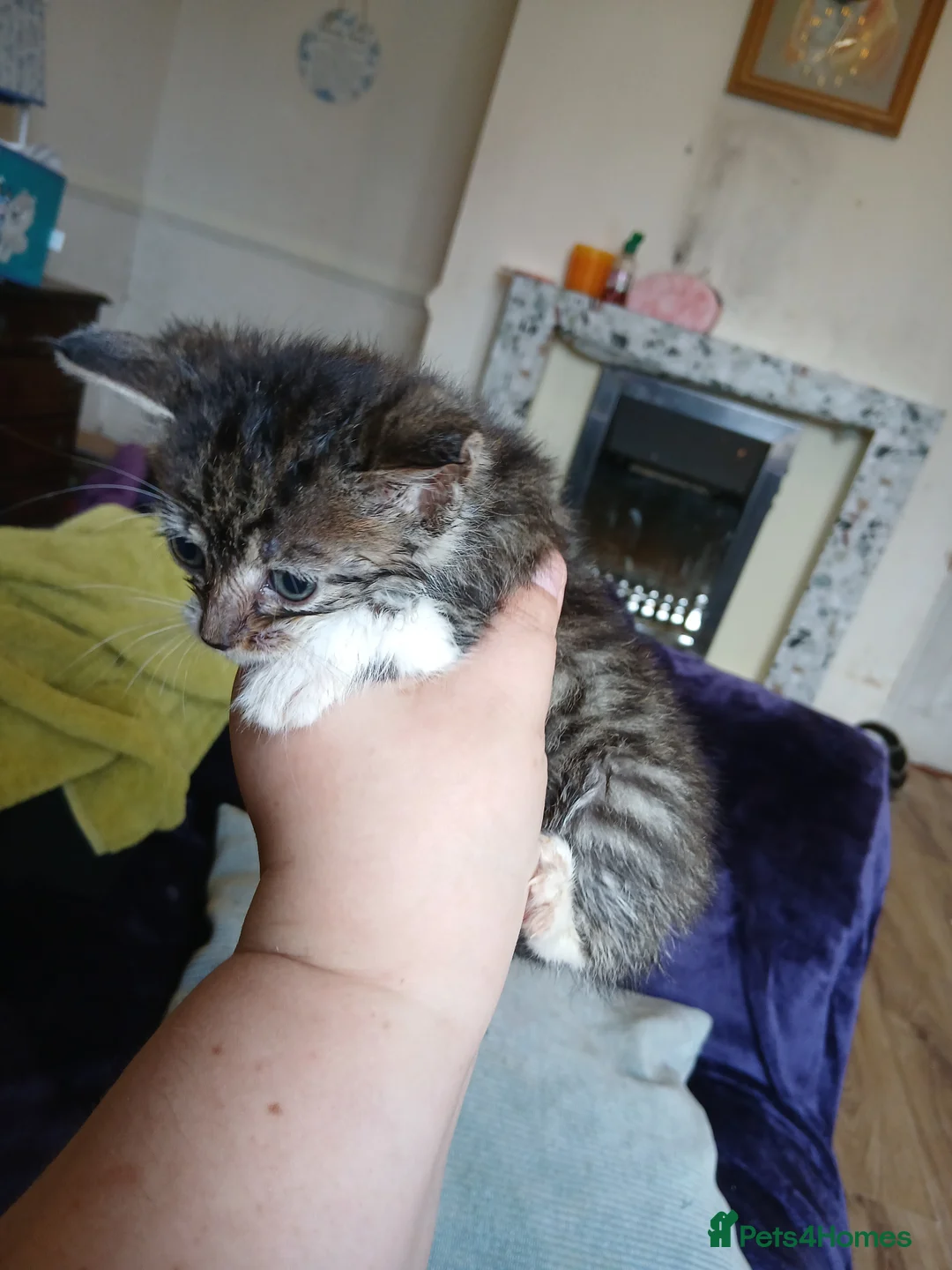 Mixed Breed cats for sale: Fluffy 8 week old kittens  - Advert 2