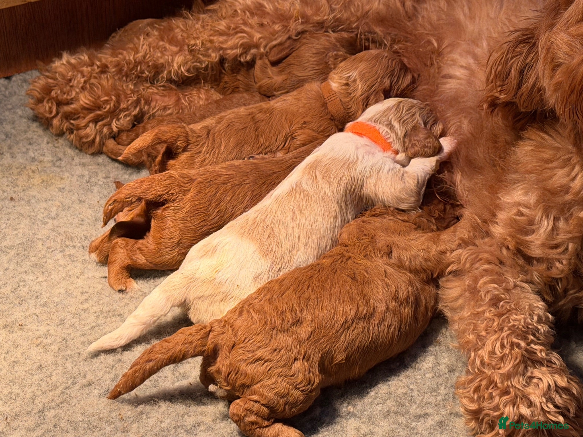 Cavapoo dogs Gorgeous (F1b) Fox Red / Apricot White Cavapoo’s  - Advert 10