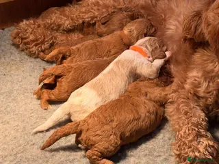 Cavapoo dogs Gorgeous (F1b) Fox Red / Apricot White Cavapoo’s - Advert 4