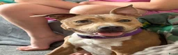 Staffordshire Bull Terrier dogs for sale: Stunning girl Staffie  - Advert 2
