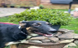 Mixed Breed dogs for adoption: 💖🐶 LINDA 🐶💖 - Image 16