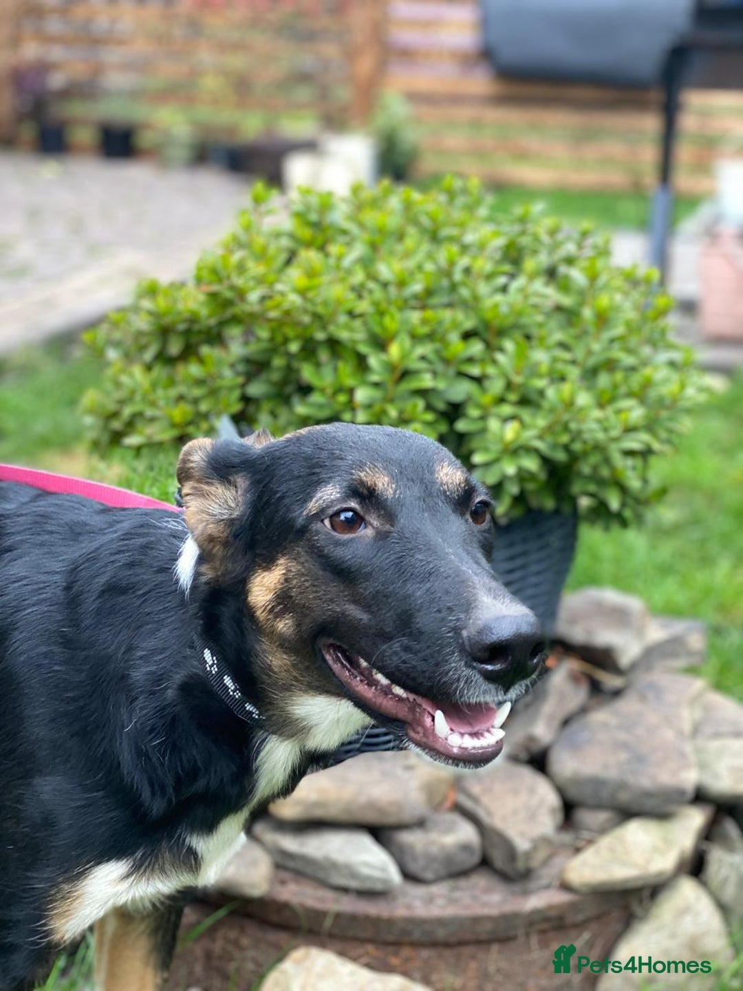 Mixed Breed dogs for adoption: 💖🐶 LINDA 🐶💖 - Image 16