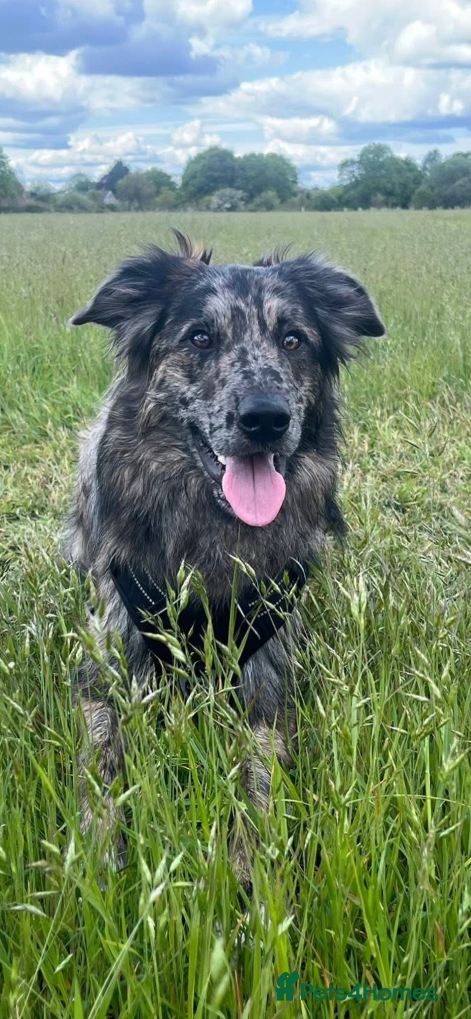 Border Collie dogs 🤩HANK🤩 - Advert 2