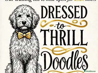 Goldendoodle dogs multigenerational Australian Red double doodles - Advert 1